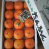 【JA鹿児島県経済連】屋久島たんかん：甘さがぎゅうっとしてるみずみずしい柑橘